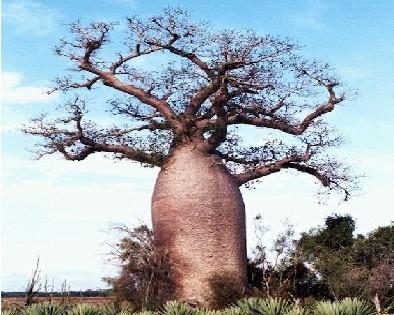 Baobab Rafał Zahorski